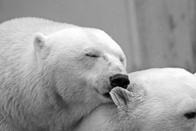 polar-bear-196318__340